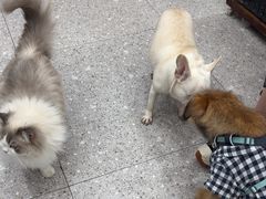 -四月宠物医院·猫专科·心脏专科·内科(转塘店)