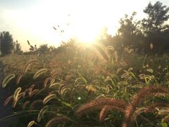 -天津东丽湖风景区