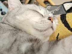 -平行世界·猫咖(首经贸店)