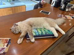 -有猫主题·治愈系猫咖(曾厝垵店)