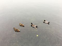 景点-什刹海-后海