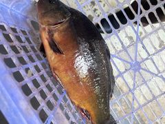 -双廊杨记石锅鱼石锅牛肉