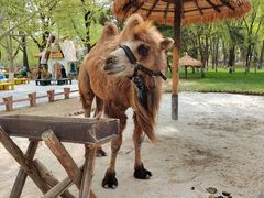 -北京野生动物园