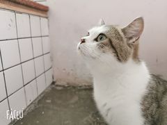 -喵屿·大理花园猫咖