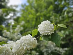 -上海滨江森林公园