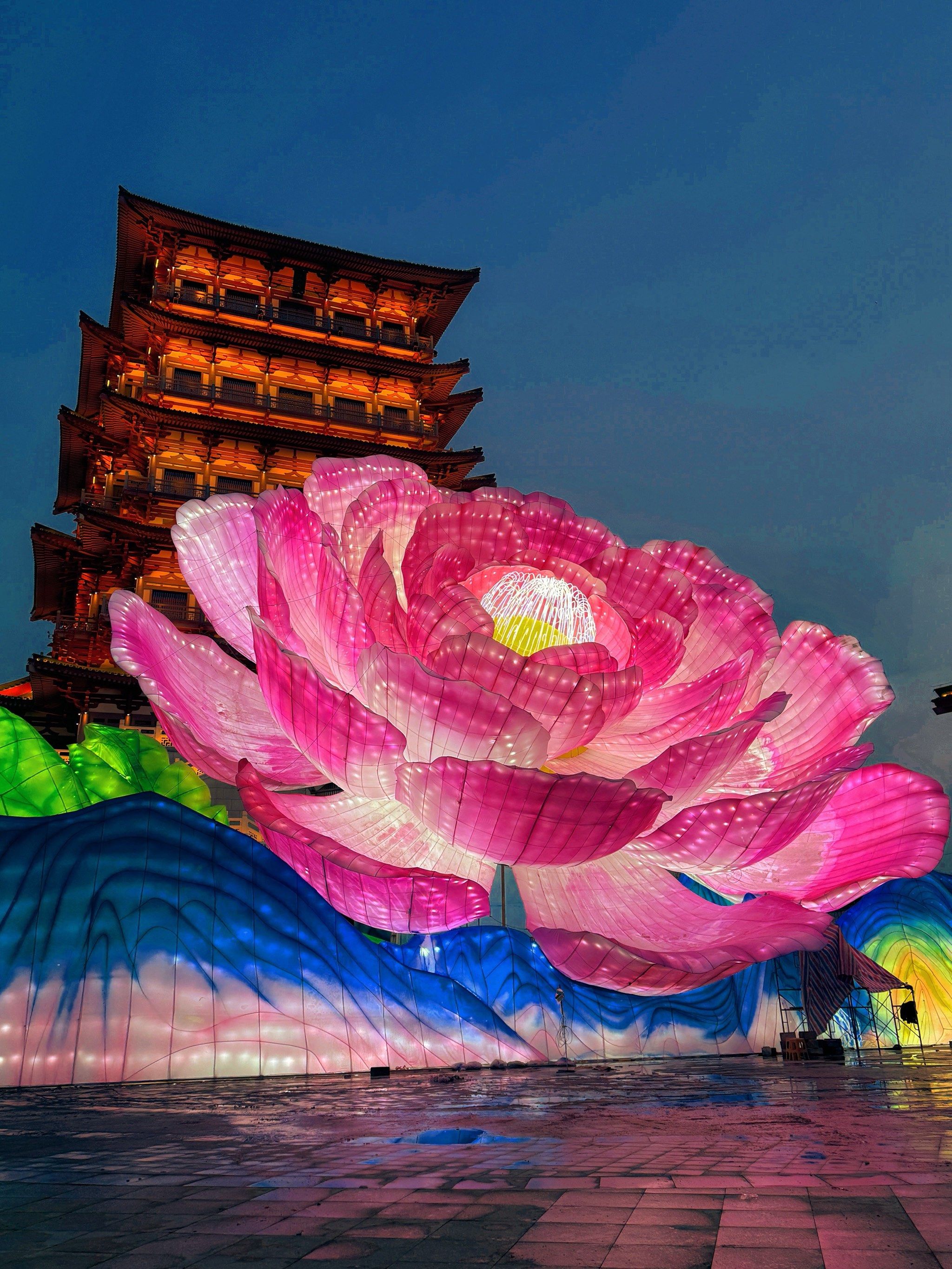 洛阳!惊现巨型牡丹