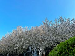 -武汉大学-樱园