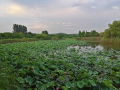 -上海市保健医疗中心