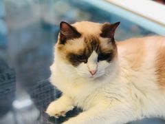 -喵喵咪呀布偶猫咖(春熙路店)