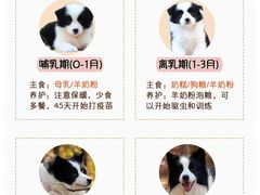 -喵百万·布偶·蓝金金渐层英短·猫舍(百子湾店)