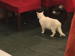 -朱氏胖子烂火锅(洪崖洞店)