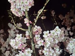 -武汉大学-樱园