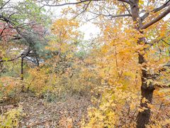 -北京西山国家森林公园