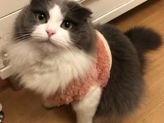 -gaga(深圳南山益田假日广场店)