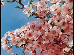 -古柏渡飞黄旅游区