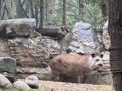 -北京野生动物园