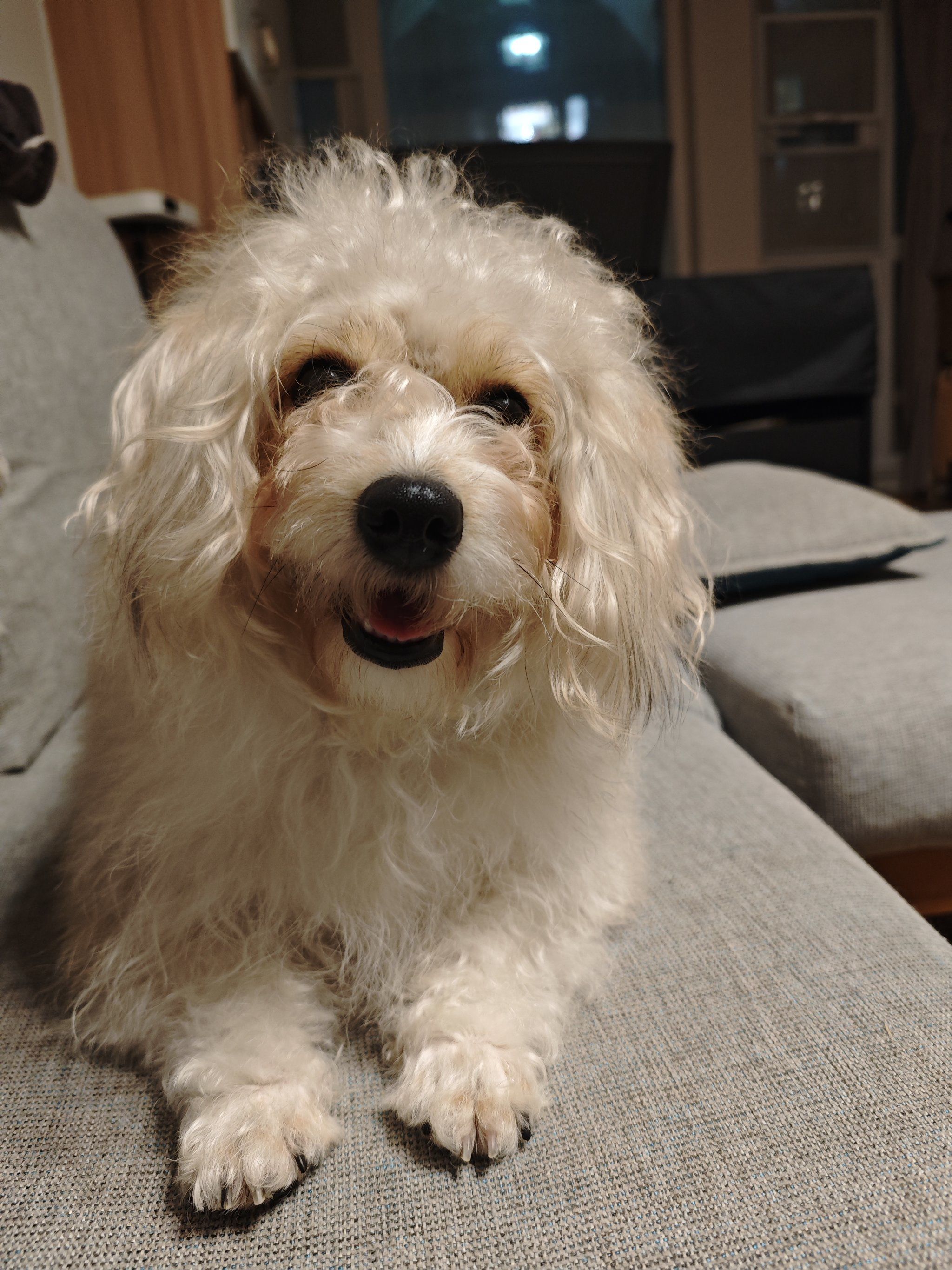 大鼻子小狗开开心