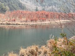 -小芝红树林