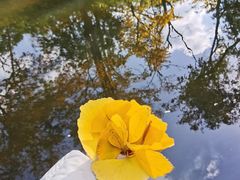 -秋霞圃