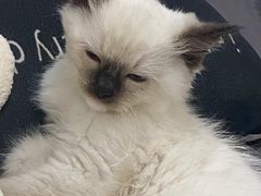 -萌兽医馆·宠物医院·猫骨科(创景店)