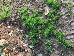 -环城公园-琥珀潭