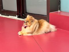 -和它·交个朋友·狗咖猫咖(爱琴海店)