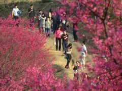 -天适樱花悠乐园