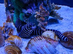 -太平洋海底世界