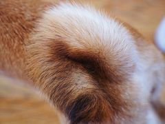 -柴犬高等学院·狗咖·柴犬售卖·宠物训练