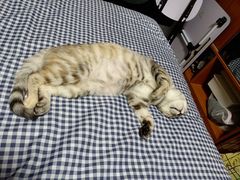 -瑞派·关忠动物医院·异宠专科·犬猫肿瘤·皮肤专科(望京店)