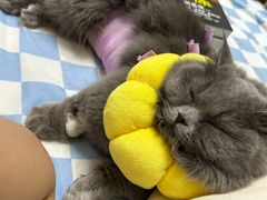 -瑞派福兴宠物医院犬猫全科·骨科·中西医结合(河东店)