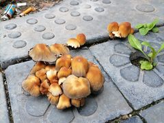 -三叶眼镜城(青云路店)