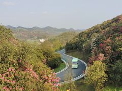 -贵州百里杜鹃风景名胜区