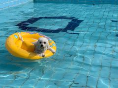 -趣玩宠物乐园寄养训犬训狗游泳池