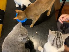 -猫小院猫主题咖啡厅(北锣店)