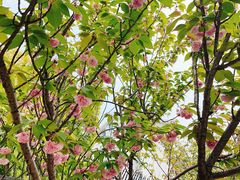 -高东镇樱花园