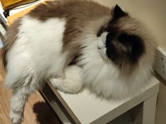 -滚猫咖啡·猫咖·猫友好撸猫(未来城店)