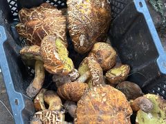 -云南木水花野生菌交易中心