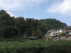 -龙井村