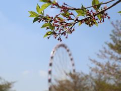 -顾村公园
