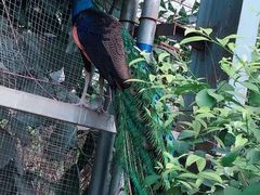 -呀路古热带植物园