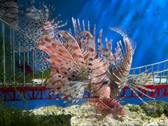 -太平洋海底世界