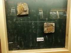 -上海大自然野生昆虫馆(东方明珠·爬宠昆虫探索中心)