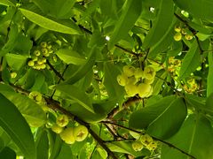 -中国科学院西双版纳热带植物园
