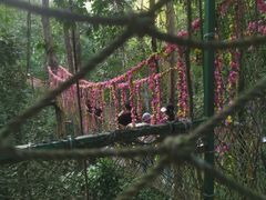-西双版纳原始森林公园