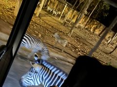 -清迈夜间动物园