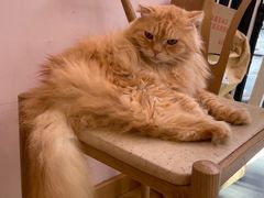 -猫咪派对(江南西店)