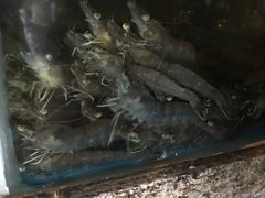 白灼对虾-徐记海鲜(梅溪新天地店)