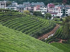 -龙坞茶村