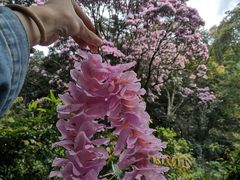 -梧桐山风景名胜区